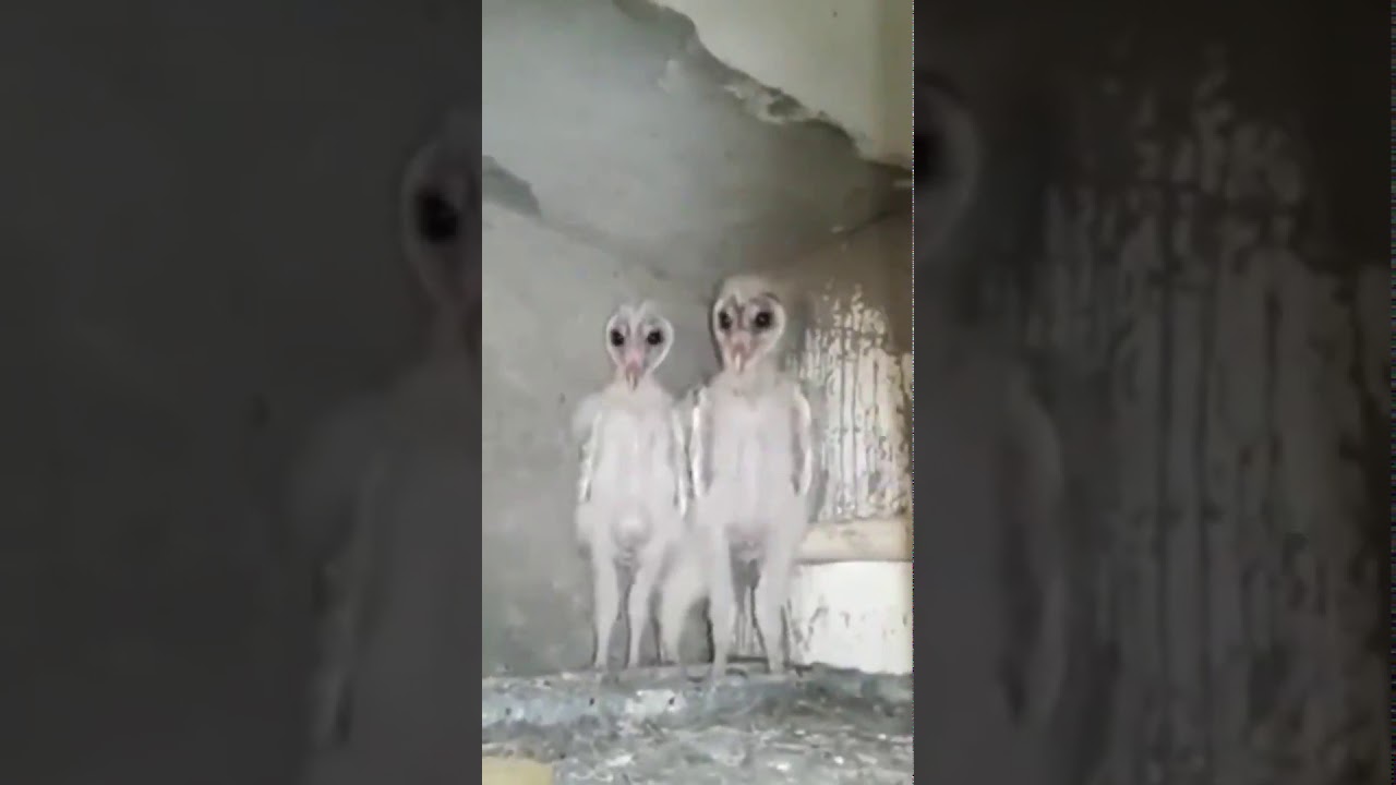 Baby owls look like aliens