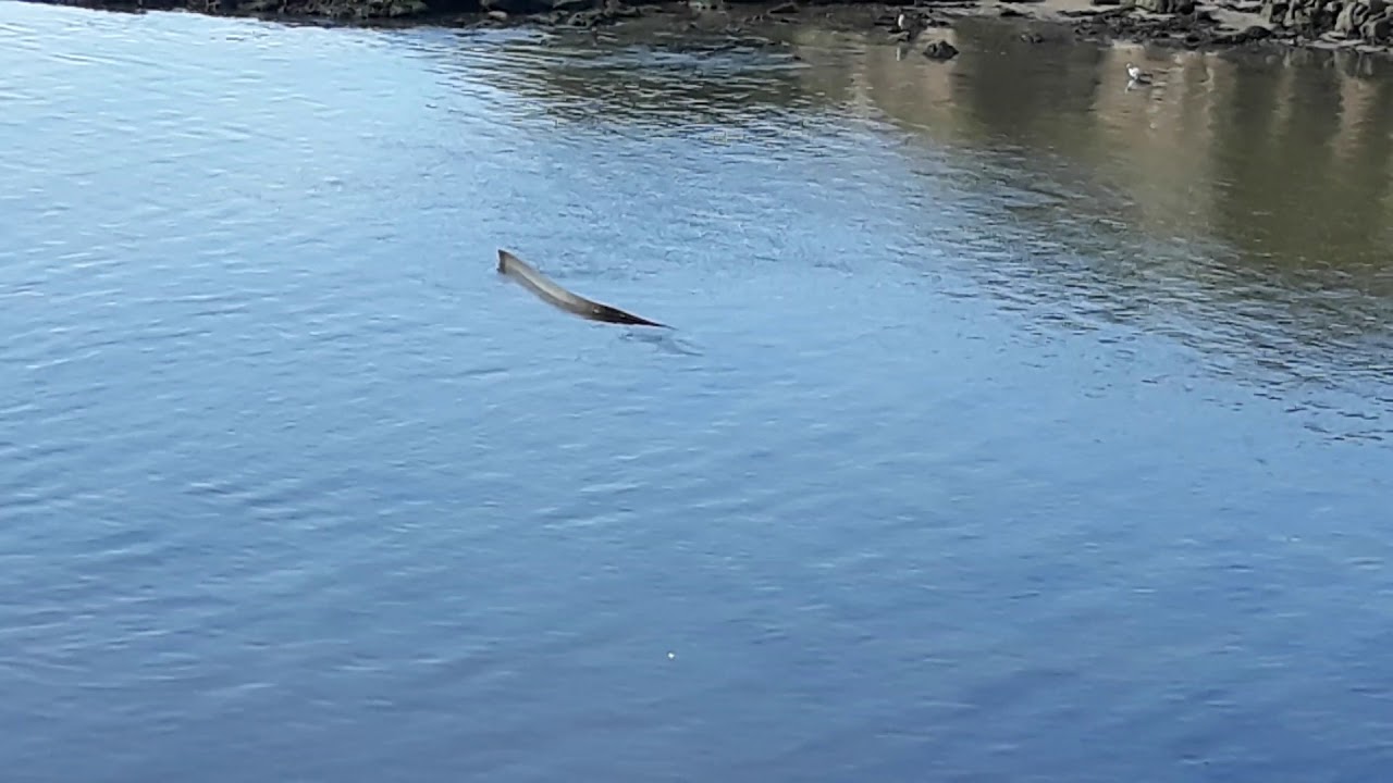 Mystery Sea Creature