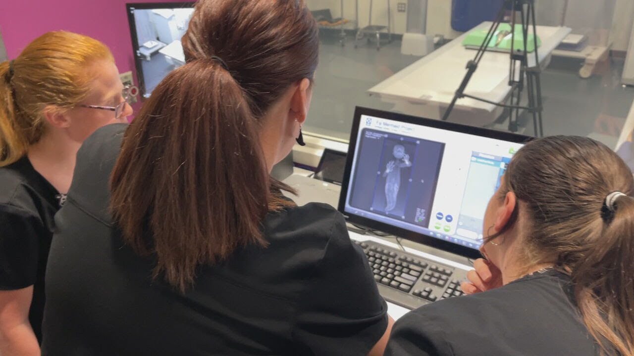 Freaky Friday: NKU students scan and X-ray mysterious 'Fiji Mermaid' remains