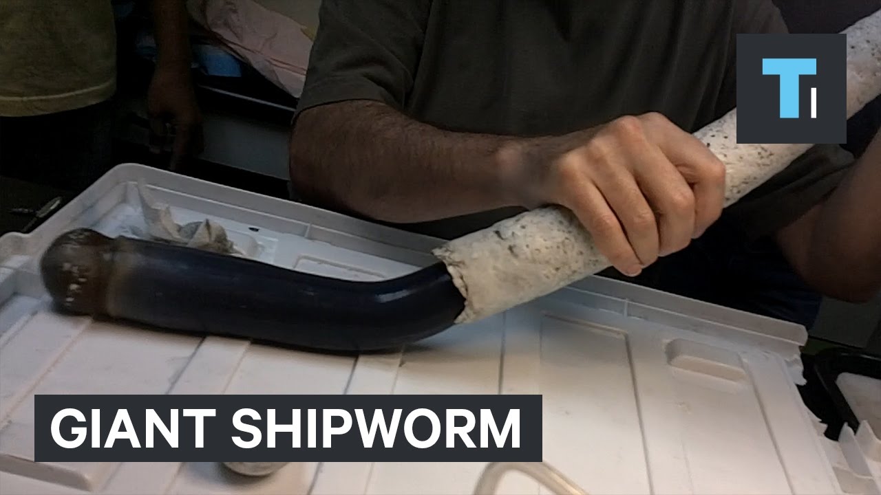 Giant shipworm just gave scientists new clues about some of the weirdest life forms on Earth
