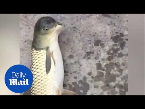 Bizarre fish with bird-shaped head caught in China