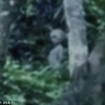 Imagem relacionada a Suposto ET é capturado em vídeo na floresta Amazônica