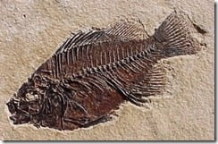fossil