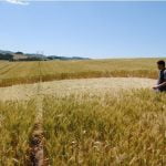 Imagem relacionada a Agroglifos de 12 metros de di&acirc;metro aparecem em planta&ccedil;&atilde;o em Santa Catarina