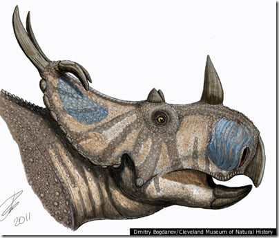 spinops-sternbergorum