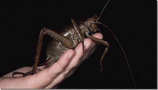 weta-gigante2