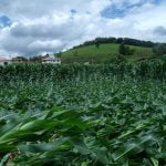 Imagem relacionada a Agroglifo aparece em milharal em Itanhandu