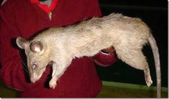 rato-gigante