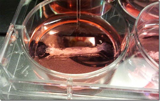 hamburgers-tubo-ensaio