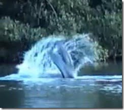 monstro-marinho-florida2