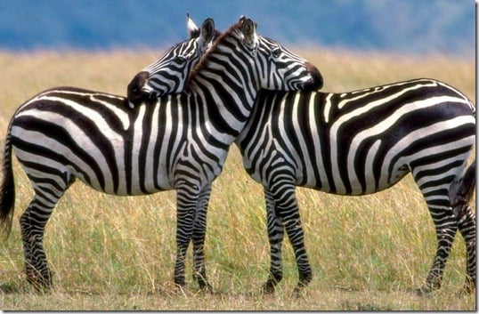 zebras