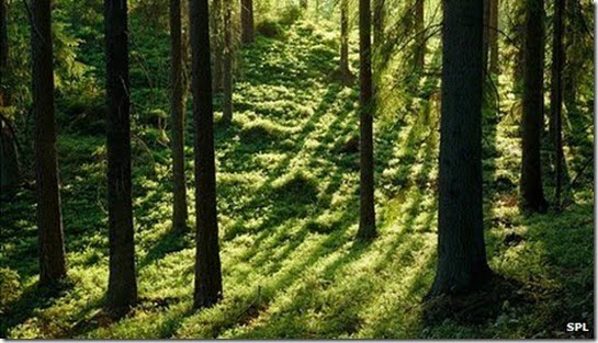 arvores-escandinavas