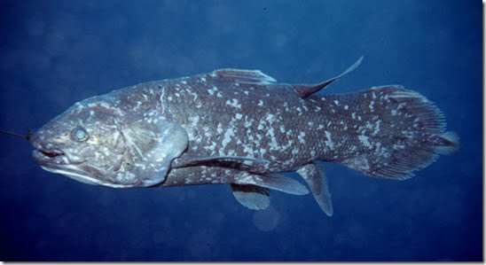 celacanto