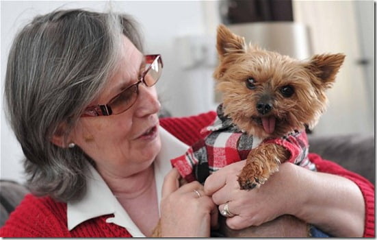 cachorro-inteligente