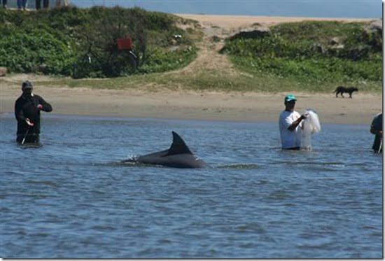 pescadores-golfinho