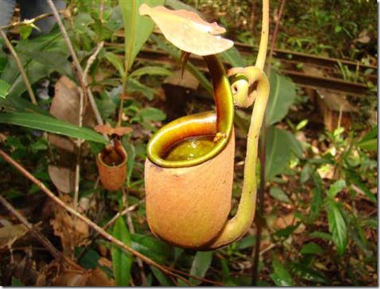 planta-carnivora