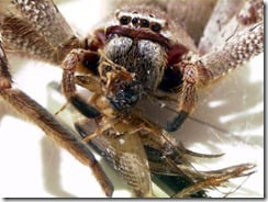 aranha