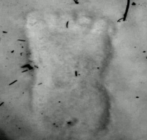 Imagem relacionada a Estudantes filmam Pé Grande em floresta de Idaho, EUA