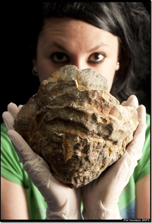 BNPS.co.uk (01202 558833)
Pic: Phil Yeomans/BNPS

Aquarist Jenna MacFarlane from the Blue Reef Aquarium with a gigantic oyster fossil that was accidentally trawled up by fishermen off Portsmouth is to be MRI scanned to see if it contains the worlds biggest pearl.

The prehistoric mollusc is more than 100 million years old and is ten times bigger than a regular oyster shell.

It was hauled up in the Solent and found in the nets of the trawler boat when it returned to port.

After layers of mud were washed off, it was clear the item was a huge fossilised shell that measured seven inches wide and three inches thick.

The shell of this size was nearly 200 years old when it died and could be concealing a pearl the size of a golf ball, dwarfing the size of an oyster pearl's found today.
