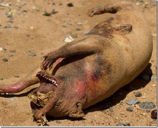 criatura-nova-iorque2