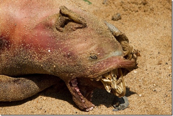 criatura-nova-iorque