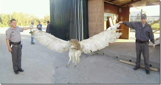 lechuza-coruja-gigante