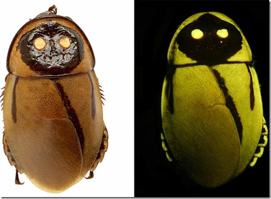 barata-brilha-escuro