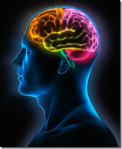 cerebro