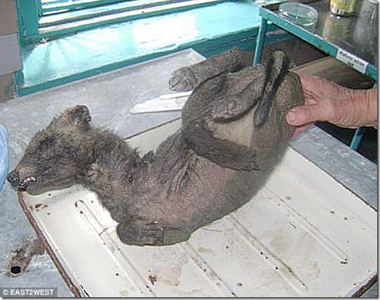 chupa-cabra-ucrania2