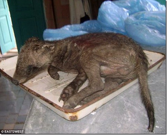 chupa-cabra-ucrania3