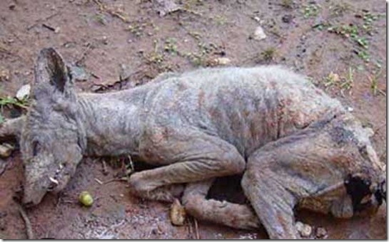 Imagem relacionada a Chupacabra: Fatos sobre o vampiro misterioso