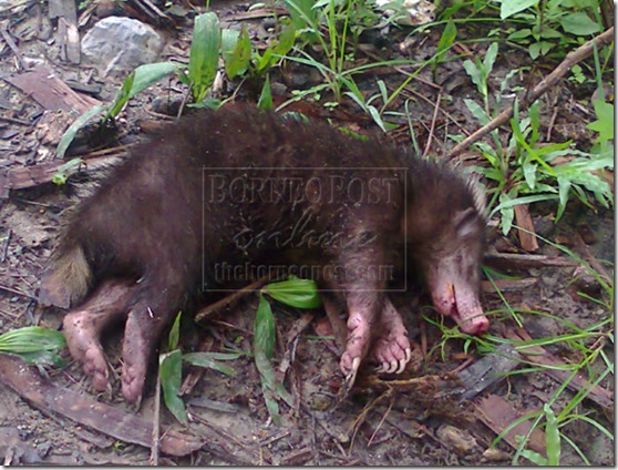 criatura-indonesia-2