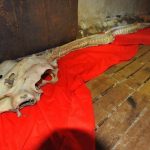 Imagem relacionada a Esqueleto de dragão aparece em mar da China