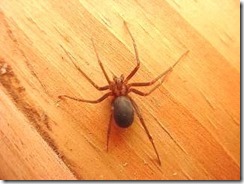 aranha-marrom