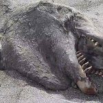 Imagem relacionada a Monstro do mar encontrado em praia da Nova Zelândia