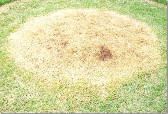 circulo-artur-nogueira-2