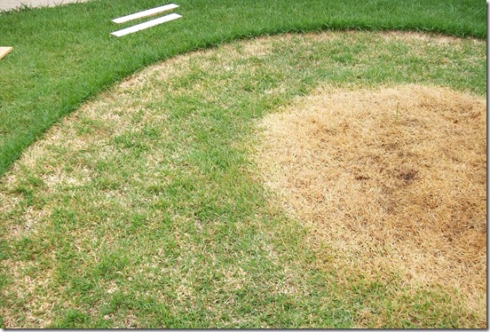 circulo-artur-nogueira-6