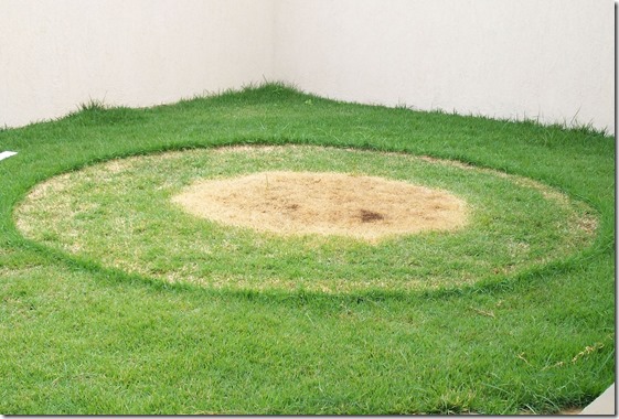 circulo-artur-nogueira