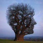 Imagem relacionada a Motor da consciência encontrado em macacos