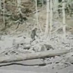 Imagem relacionada a Homem processa o governo por não reconhecer Pé Grande