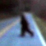 Imagem relacionada a Vídeo de Pé Grande gritando continua a intrigar