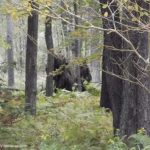 Imagem relacionada a Coronavírus afetou as atividades do Pé Grande?