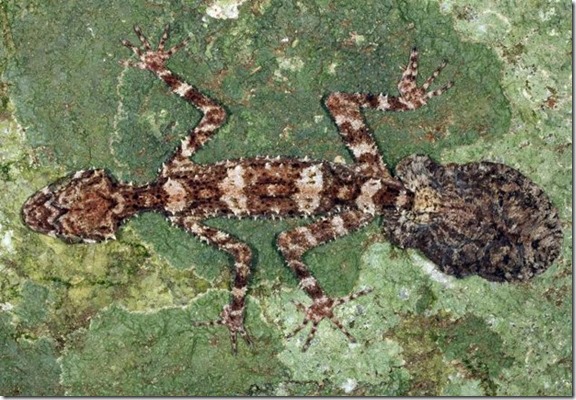 vertebrados-perdidos