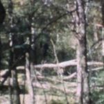 Imagem relacionada a O Monstro do Pântano da Ilha do Mel