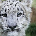 Imagem relacionada a Seres humanos são realmente mais espertos do que os animais?