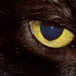 Imagem relacionada a Gato diabólico aterroriza moradores da Inglaterra