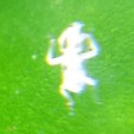 Imagem relacionada a Homem vê pequeno ET em planta na zona sul de SP