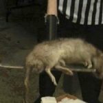 Imagem relacionada a Ratos podem evoluir e se tornarem tão grandes como ovelhas