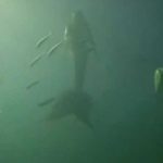 Imagem relacionada a Sereias são acusadas de afogamento acidental no Zimbábue