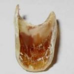 Imagem relacionada a Unha de Pé Grande descoberta no Arizona